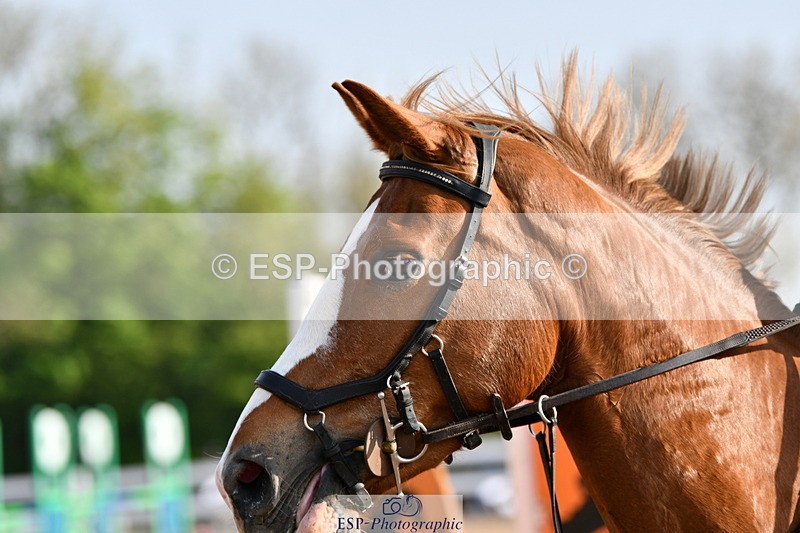 240511A-081816-10523 - Cls 27 85cm National Am Quali