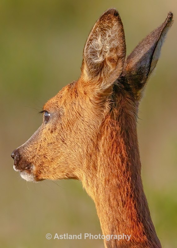 Astland Photography, Bird and Wildlife Images, Susan and Peter Wilson, U.K.