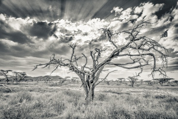 Tree, Shaba, Kenya