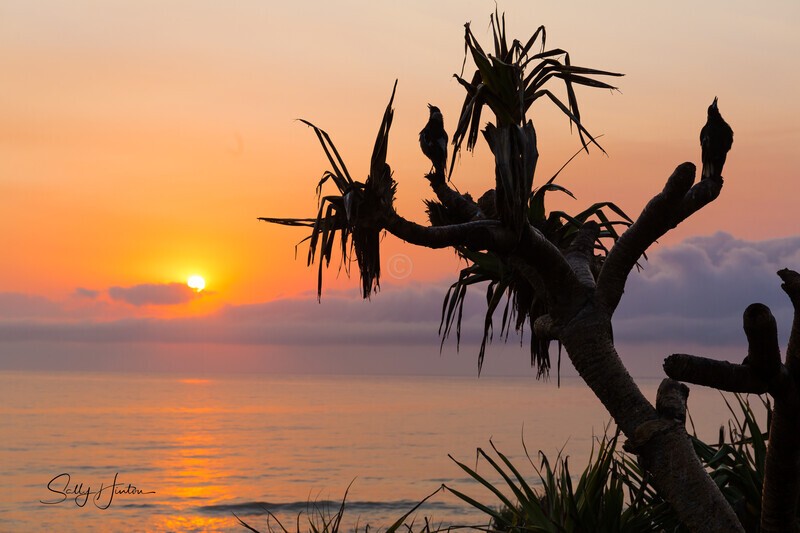 Magpies at Dawn - Magpies