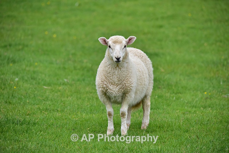 ACP_3955-2 - Sheep