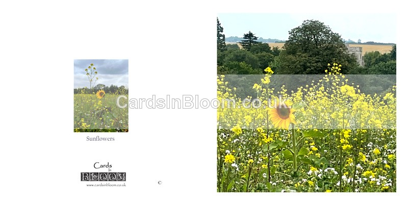 011 Sunflowers - FLORAL GREETING CARDS