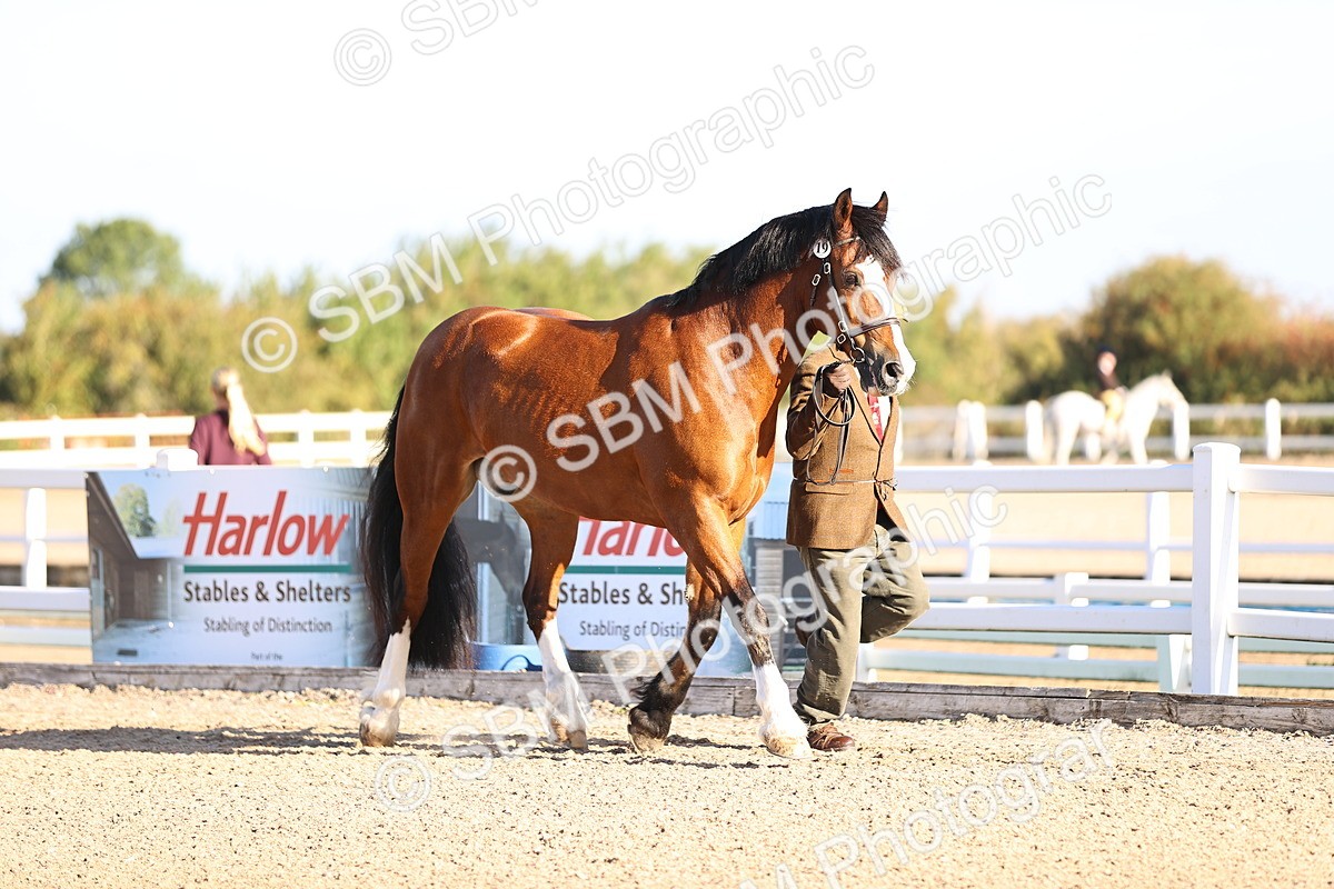SBM_08326 - Class 401 - IH Veteran Horse