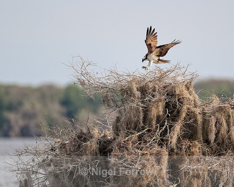Osprey about to land at nest, Blue Cypress Lake, Florida - Osprey