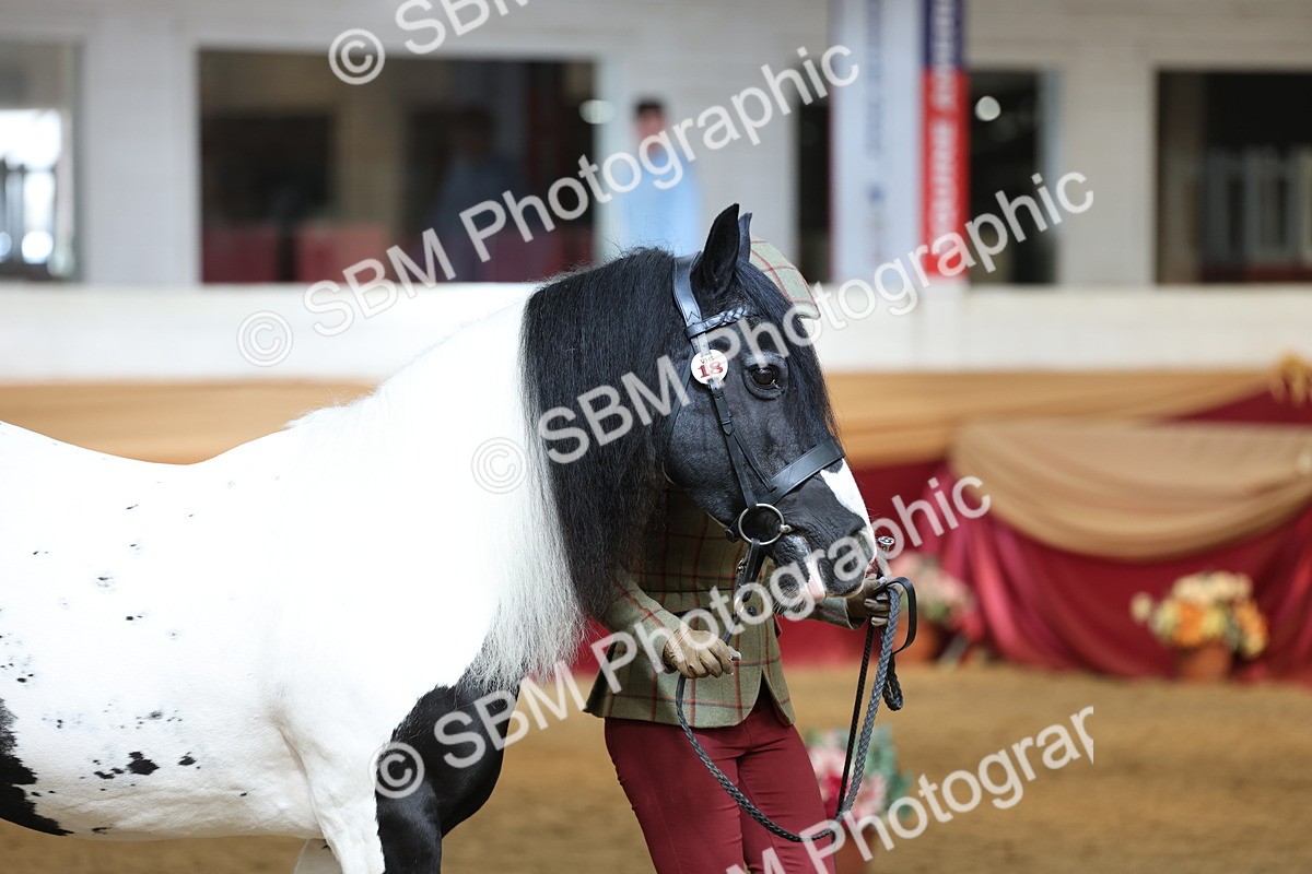 SBM_23379 - Class 903 - Supreme Final - IH Pre Vet