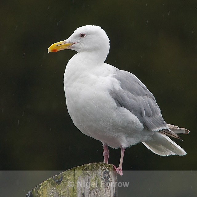 Glaucous-winged Gull in the rain - Glaucous-winged Gull
