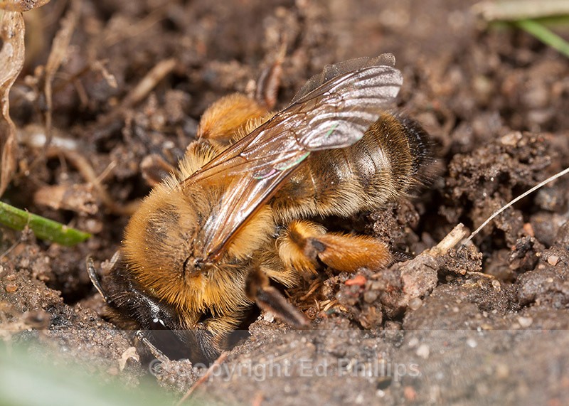 Andrena nigroaenea (f) - Andrena nigroaenea