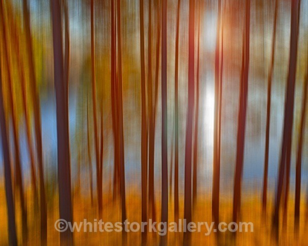  - Light In The Forest