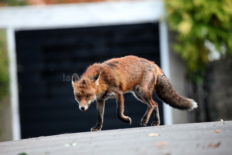 Urban red fox in Bristol car park_0854 - Urban Foxes, Bristol, Great Britain