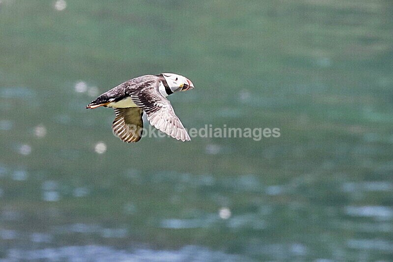_56A7205 - Skomer 2019