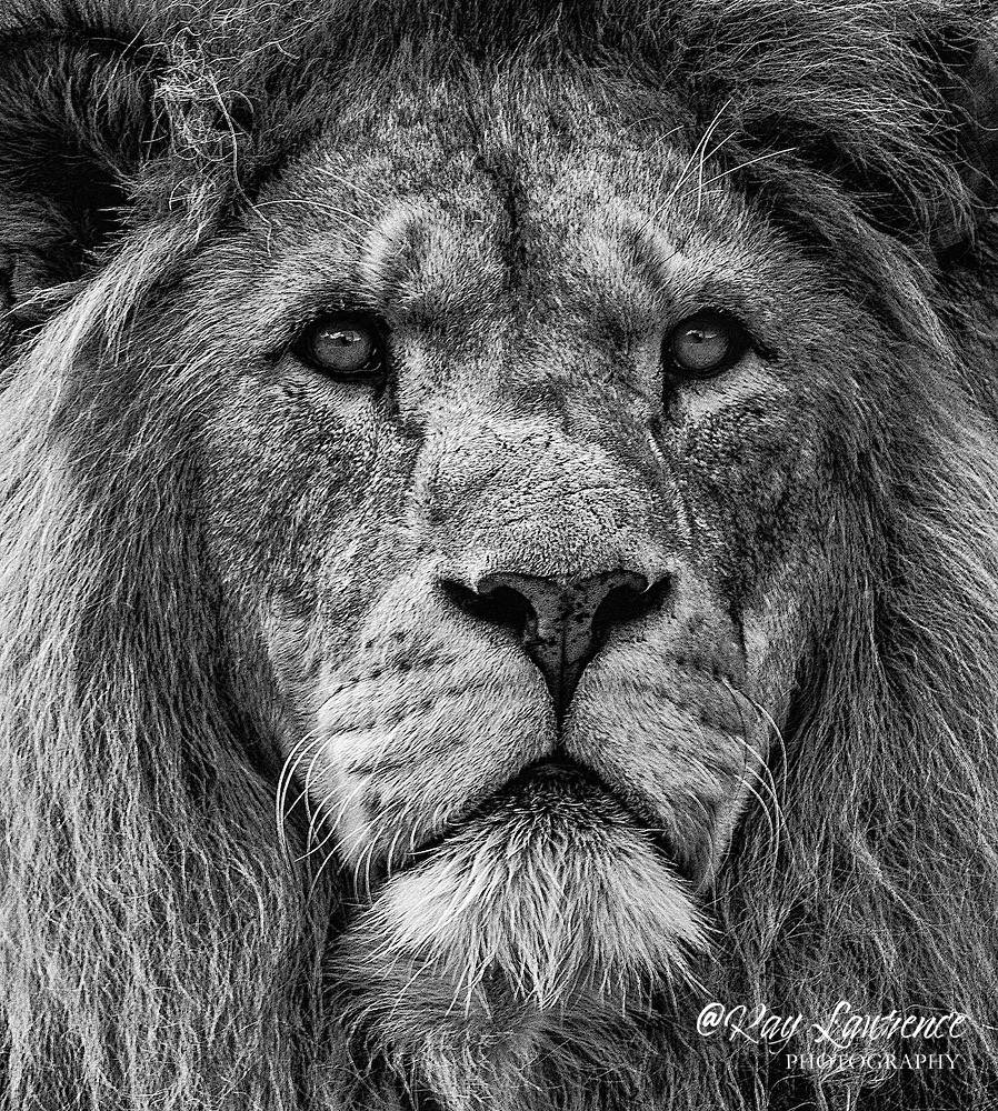 A Regal Portrait 2 -_M8D9743b - Wildlife - Other