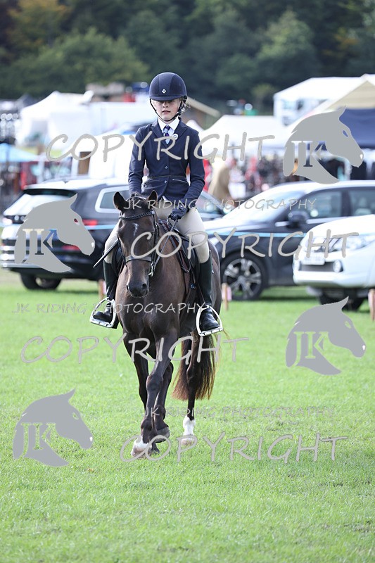 APP_4184 - Class 15a/b Pony club pony/Riding club horse