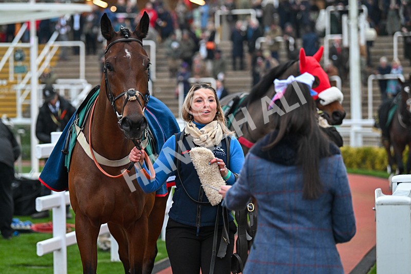 151124-Race 6-BTO-Razzle Dazzle Boy-8771 - Race 6