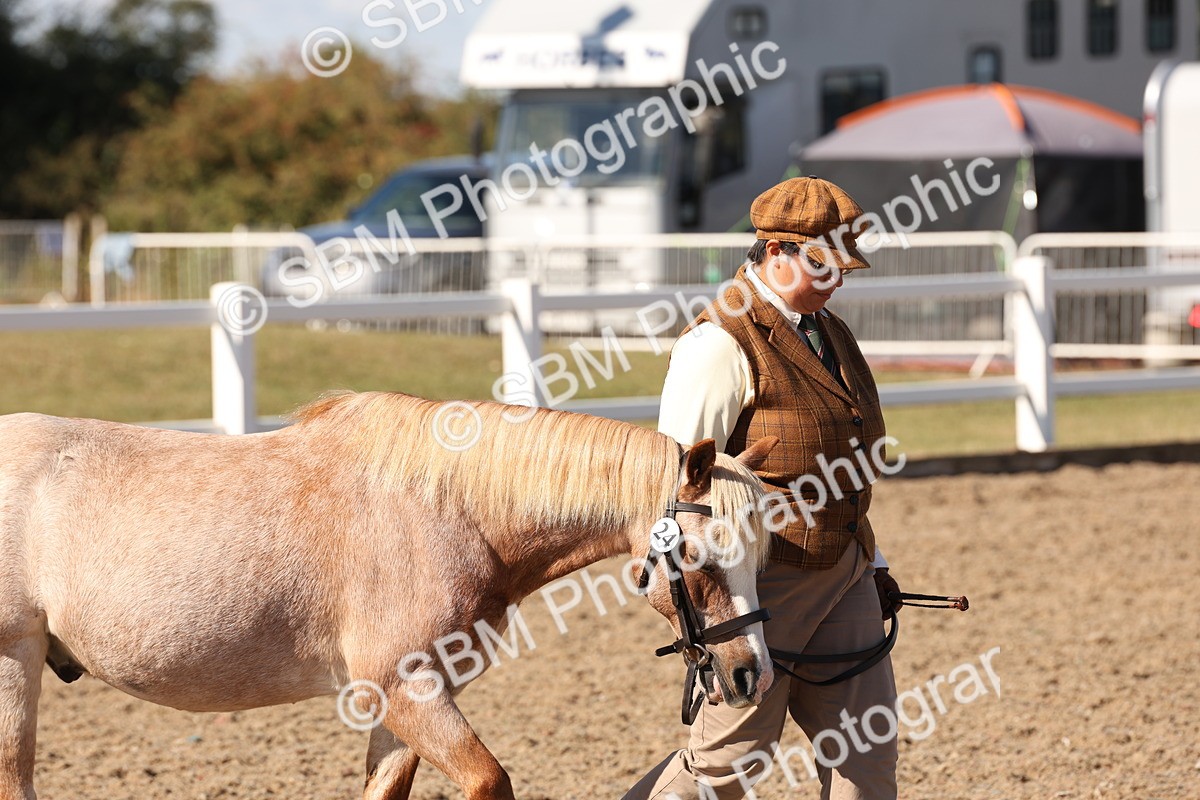 SBM_13851 - Class 205 - IH Show Pony - Show Hunter Pony