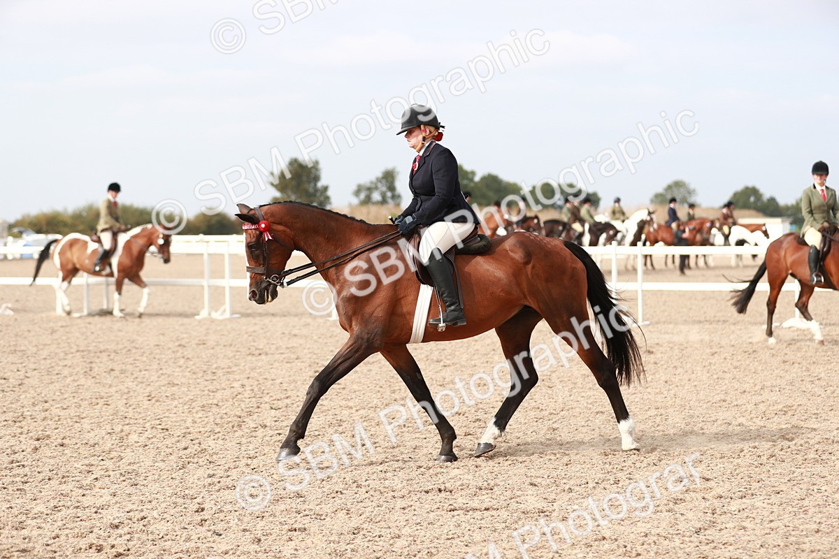 SBM_17516 - Class 215 Ridden Hack/ Riding Horse