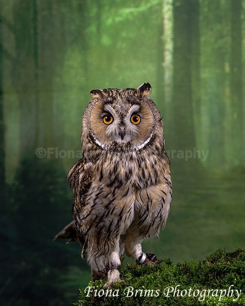 wow studio feb-12 - Birds of Prey
