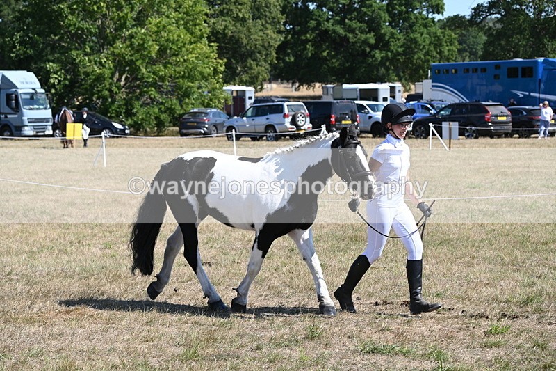 WJ6_8600 - Class 37b Best Loan Pony In-hand