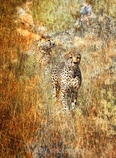 Pair of Cheetahs - The Photographic Angle - Wildlife Exhibition