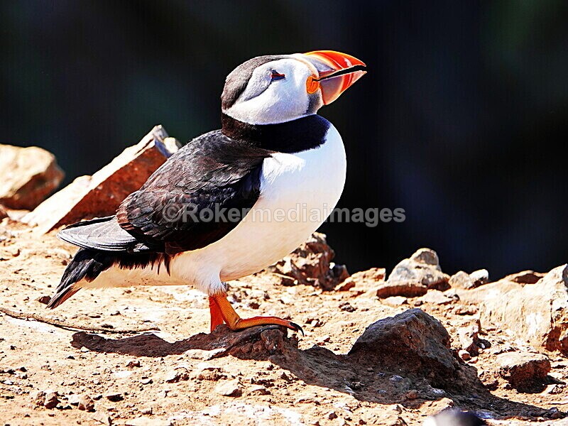 DSC00355 - Skomer 2019