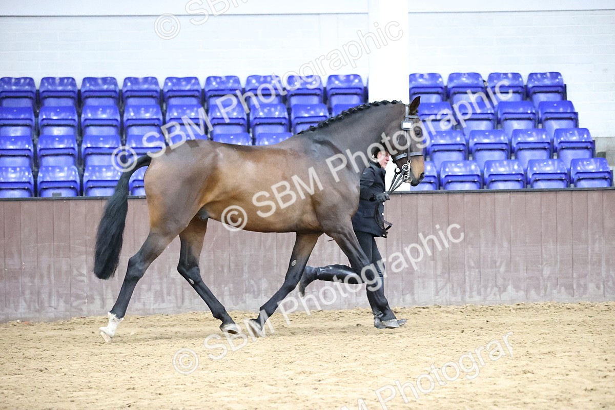 SBM_5732 - Class 3 - BSHA In Hand Show Hunter