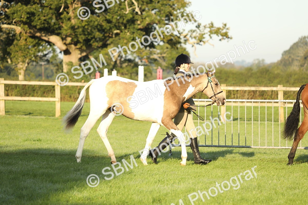 SBM_57898 - S42 - Youngstock