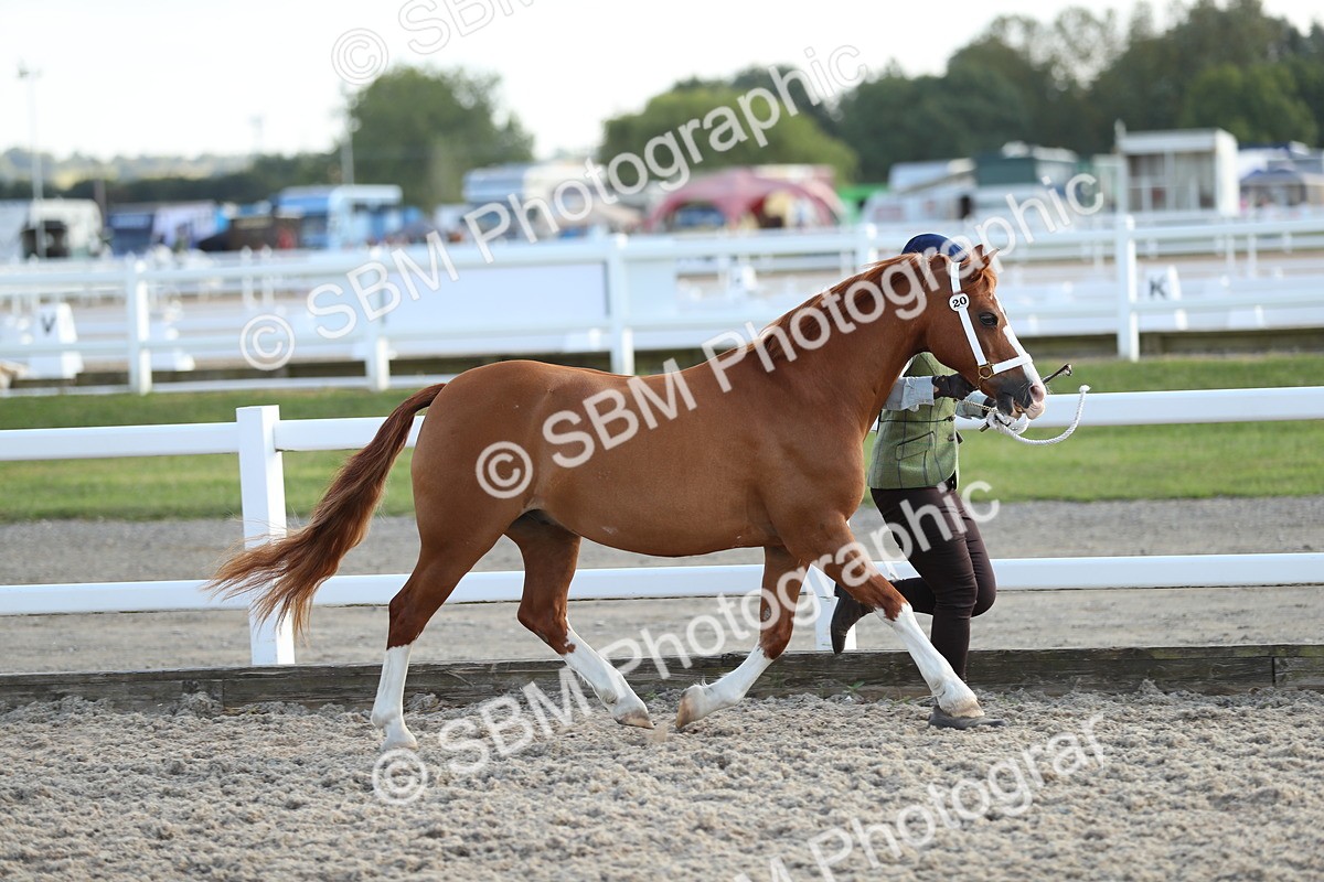 SBM_08922 - Class 29 IH Veteran Pony