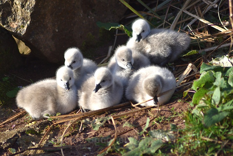 4 day old Black Swans at Dawlish 2 - Dawlish (mainly black swans)