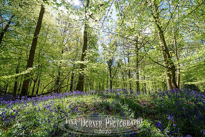 Dancing Bells - Spring & Summer in The Forest of Dean & Wye Valley and BLUEBELLS!