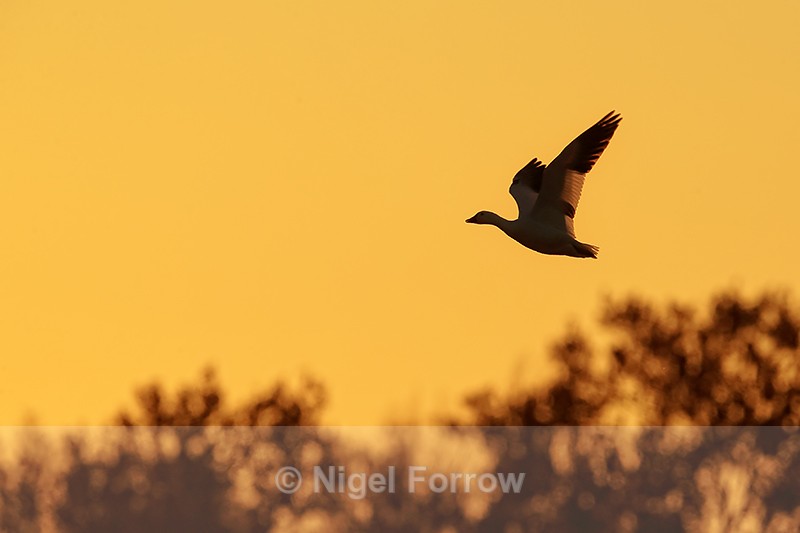 Snow Goose silhouette in flight, Bosque del Apache, New Mexico - Snow Goose