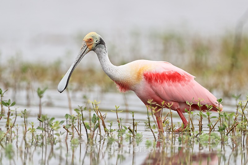 Roseate Spoonbill, Harns Marsh, Florida - Roseate Spoonbill