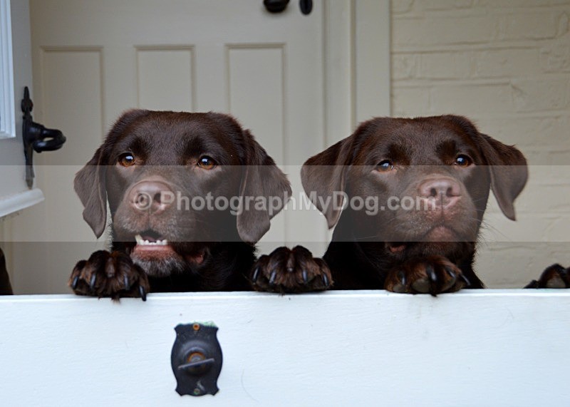  - Chocolate Labradors