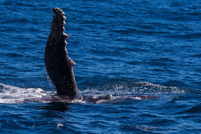 Humpback Wave 0A3A7301 - Humpback Whales