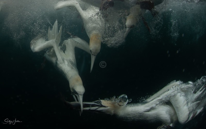 Gannets Underwater 21