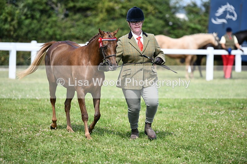 DSC_8329 - Class 68: Part Bred In Hand M & M