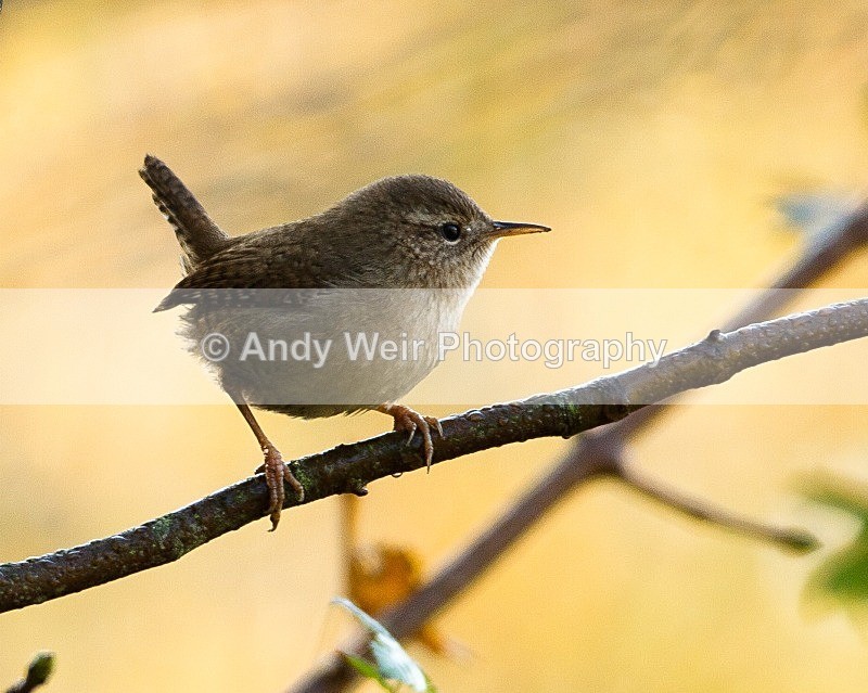 20111106-_MG_7325 - Wren & Goldcrest