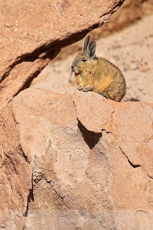 Southern Mountain Viscacha sat motionless, Antofagasta Region, Chile - Viscacha