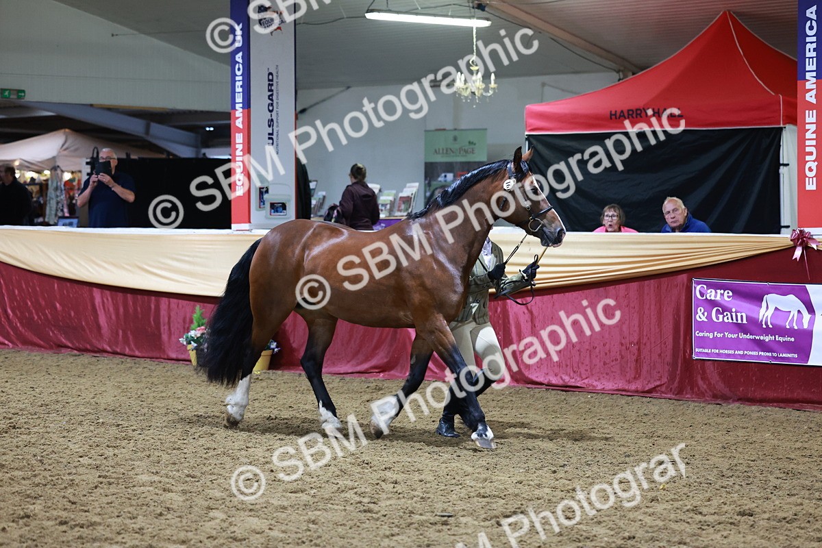 SBM_20398 - Class F - IH Small (148cm & Under)Champ