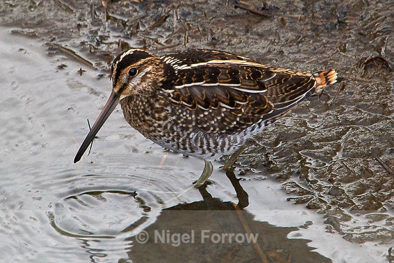 Wilson's Snipe at Potter's Marsh - Wilson's Snipe
