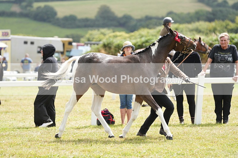DSC06079 - Class 54: Hunter/Riding Horse/Hack 1 & 2 yr olds
