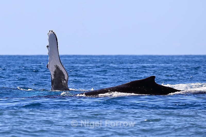 Two Humpback Whales on surface, Drake Bay, Costa Rica - Whale