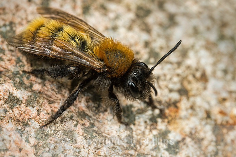 Andrena fulva (f) - Andrena fulva