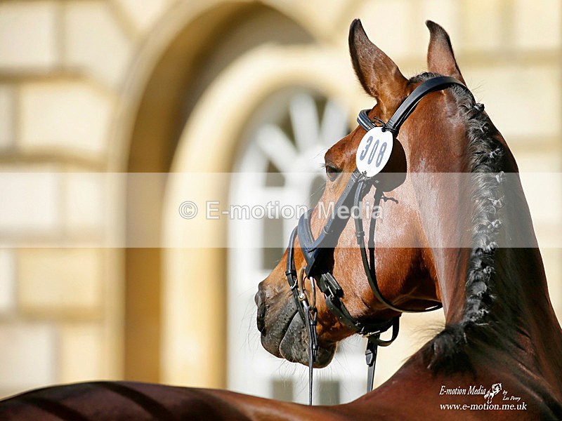 Houghton 300521 - 321ab - Equestrian