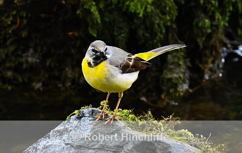 Grey Wagtail - United Kingdom