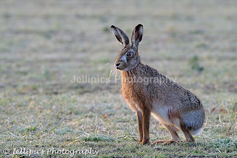  - Wildlife and Nature
