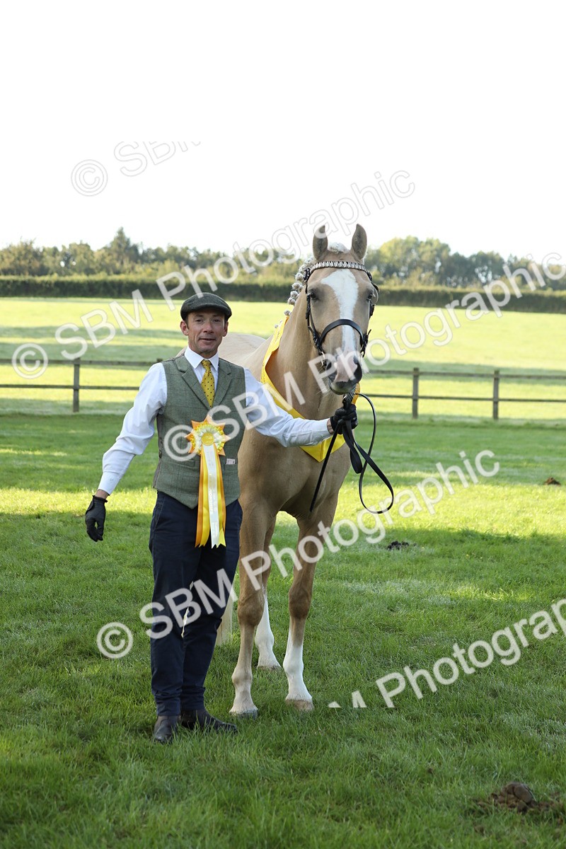 SBM_57973 - S42 - Youngstock