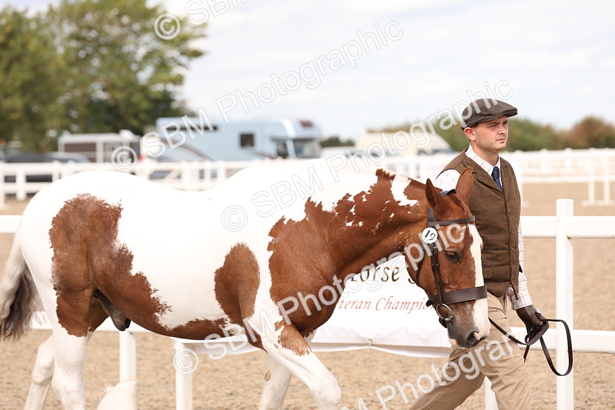 SBM_15323 - Class 210- IH Show Horse
