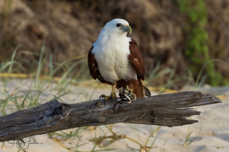 Brahminy Kite eating on beach 1