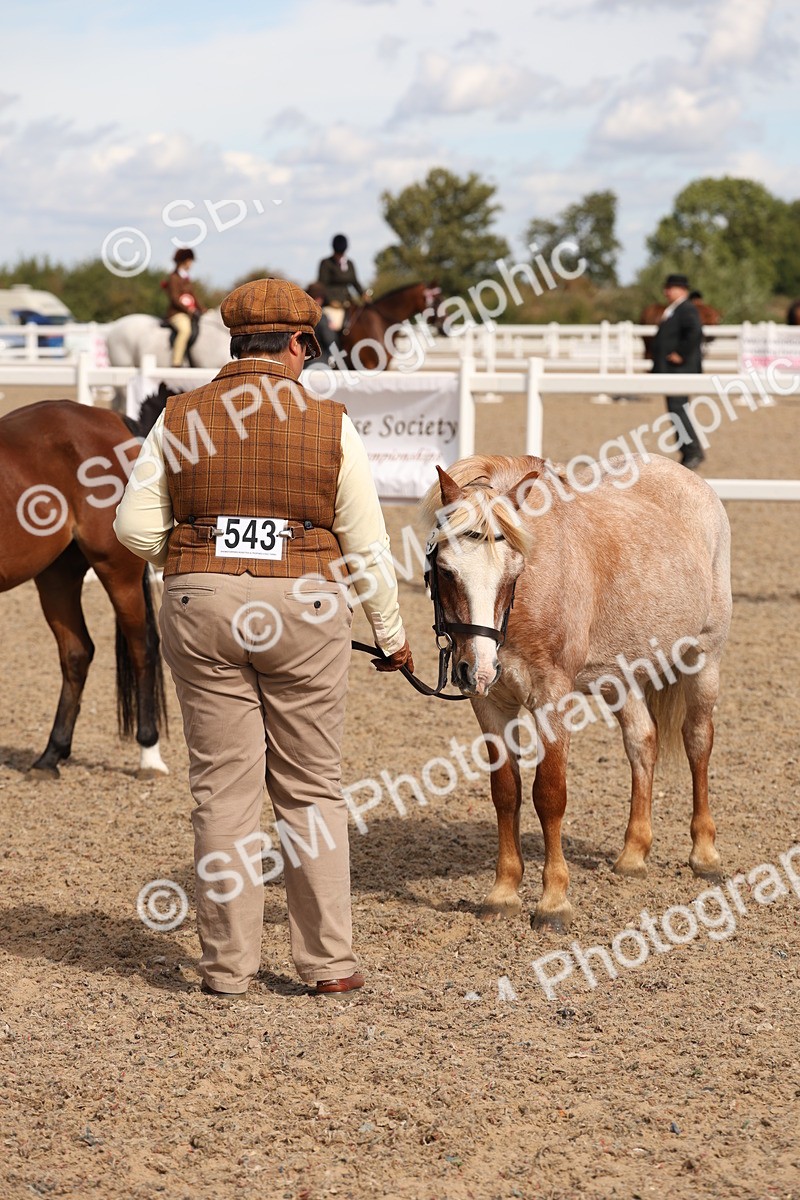 SBM_13971 - Class 205 - IH Show Pony - Show Hunter Pony