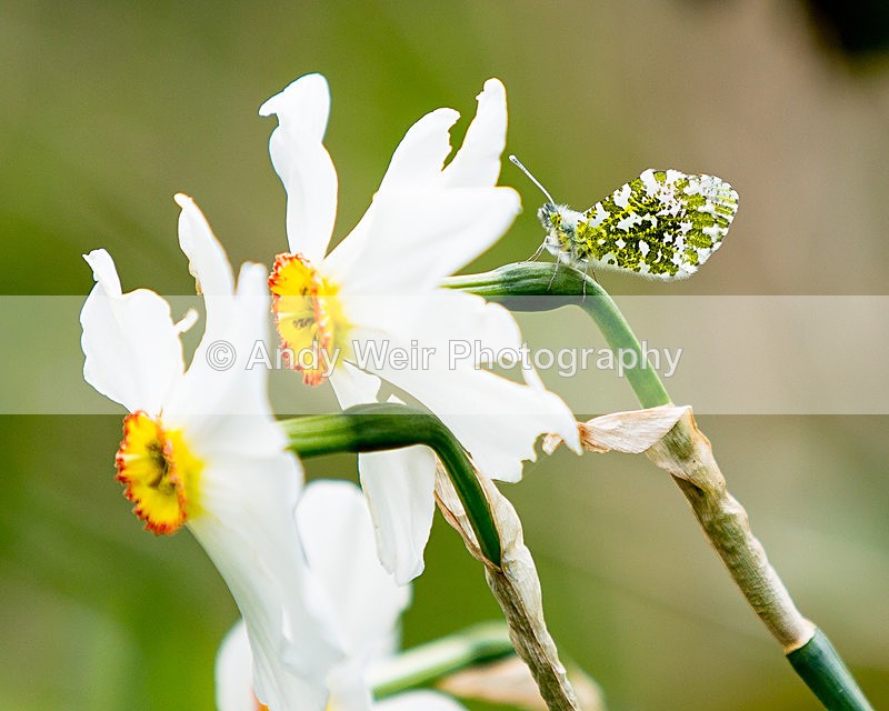 20140419-3K8A0353 - Butterflies & Moths