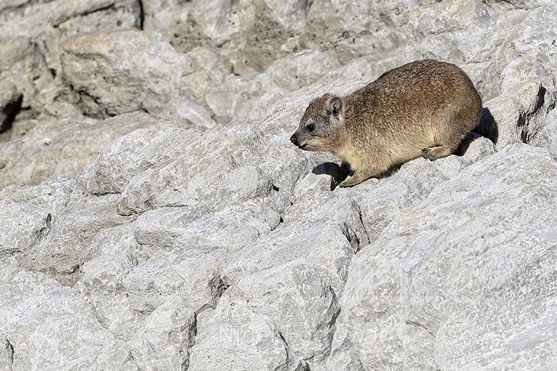 Dassie, Betty's Bay, South Africa - Hyrax